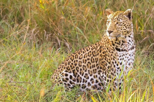 Primer plano de un leopardo indio en un campo bajo la luz del sol