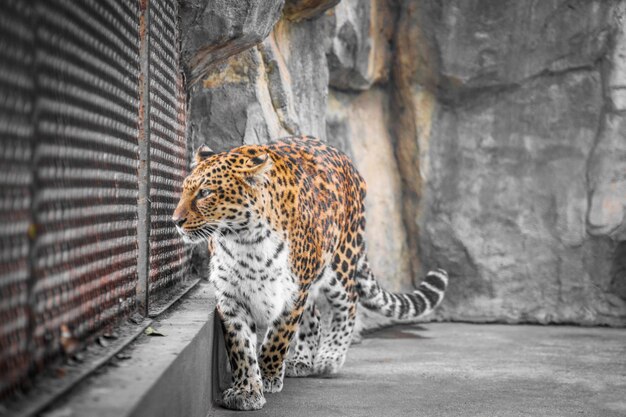 Primer plano del leopardo en el zoológico
