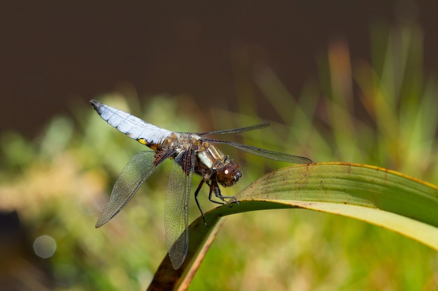 Primer plano de una libélula azul sentada sobre una planta en un jardín capturado durante el día