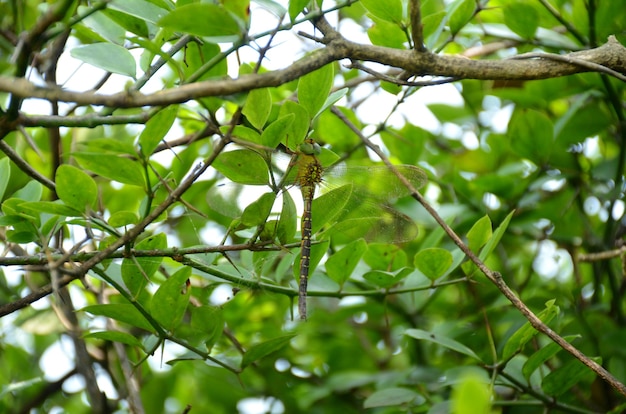 Primer plano de una libélula encaramado en un árbol con un exuberante follaje verde