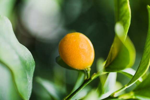 Foto gratuita primer plano de limón en el árbol