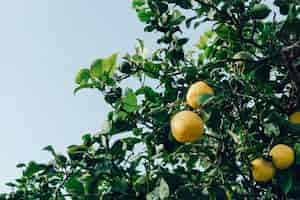 Foto gratuita primer plano de limones en el árbol