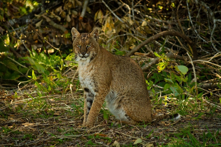 Foto gratuito primer plano de un lince rodeado de árboles y hojas