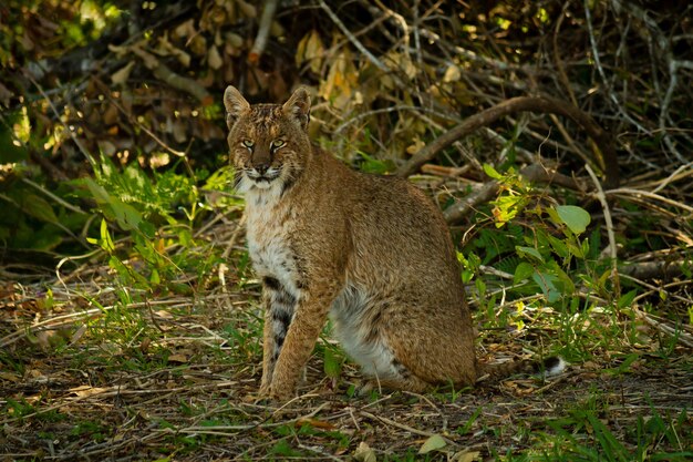 Primer plano de un lince rodeado de árboles y hojas