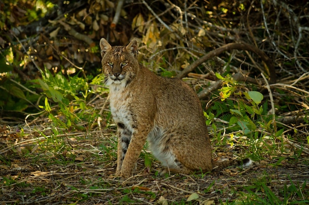 Primer plano de un lince rodeado de árboles y hojas