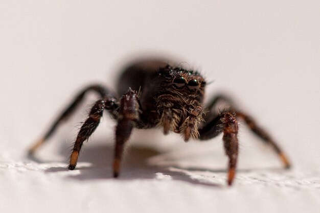 Primer plano de una linda araña sobre una superficie blanca