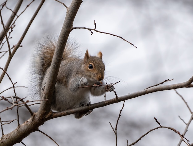 Primer plano de una linda ardilla en un árbol