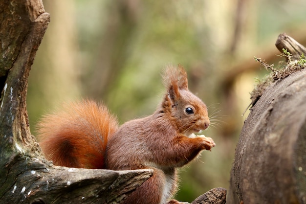 Primer plano de una linda ardilla comiendo avellanas sobre un fondo borroso