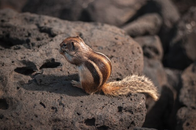 Primer plano de una linda ardilla salvaje comiendo algo sobre una roca