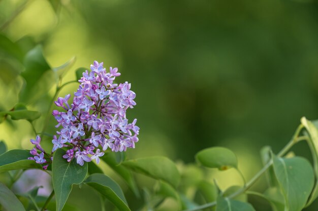 Primer plano de una linda flor sobre un fondo borroso