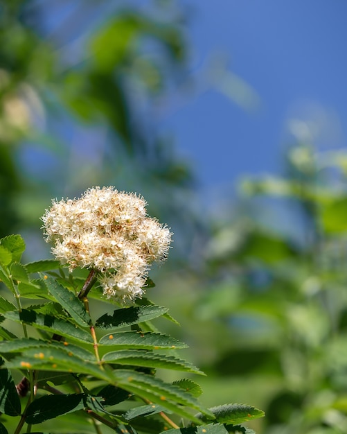 Primer plano de una linda flor sobre un fondo borroso