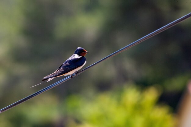 Primer plano de una linda golondrina en un cable