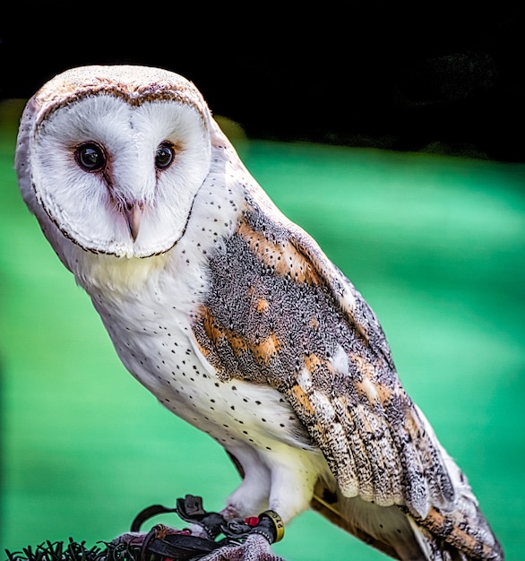 Foto gratuita primer plano de una linda lechuza común con un colorido espacio borroso