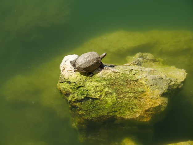 Primer plano de una linda tortuga sobre una roca cubierta de musgo