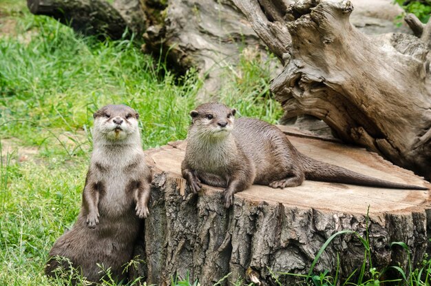 Primer plano de lindas nutrias en un zoológico