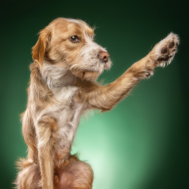 Primer plano de un lindo Basset Fauve de Bretagne marrón claro tratando de atrapar algo