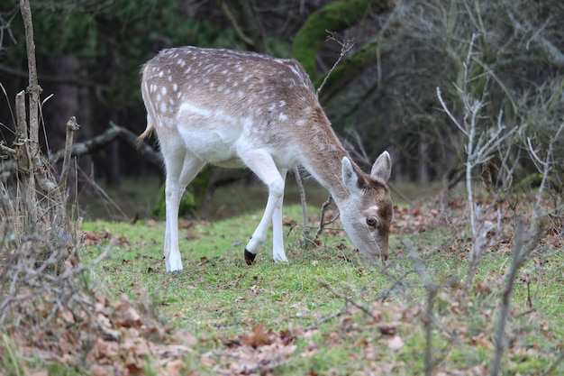 Foto gratuita primer plano de un lindo bebé ciervo pastando en el bosque