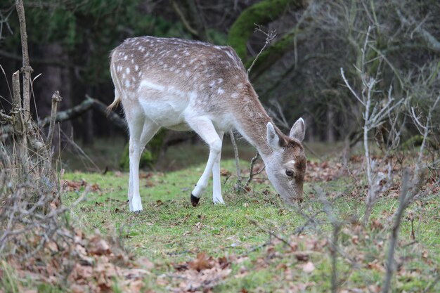 Primer plano de un lindo bebé ciervo pastando en el bosque