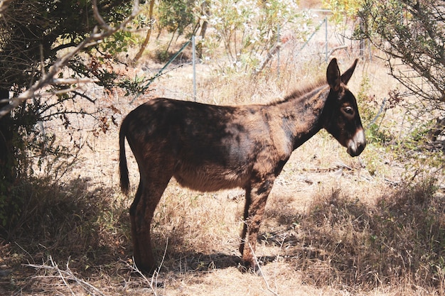 Primer plano de un lindo burro de pie sobre la hierba seca en el campo