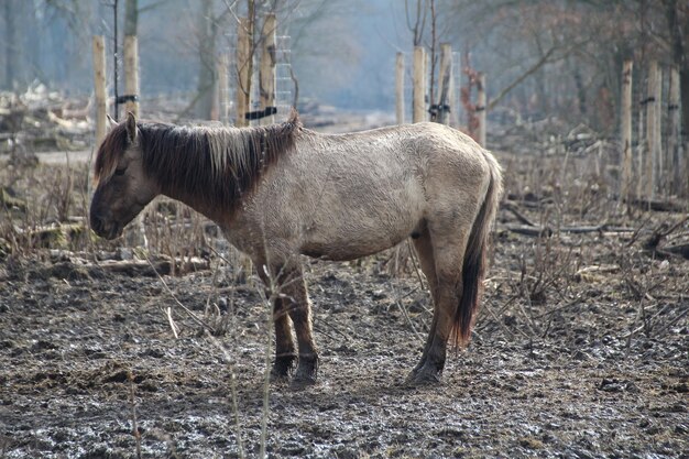 Primer plano de un lindo burro de pie sobre el suelo rocoso