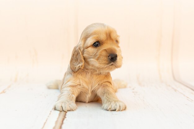 Primer plano de un lindo cachorro de cocker spaniel con orejas largas sentado sobre una superficie blanca