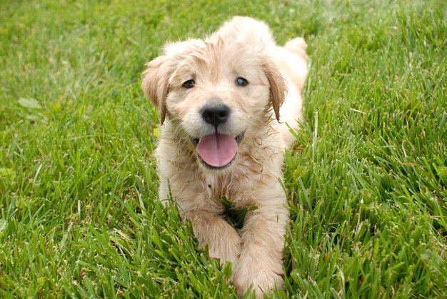 Primer plano de un lindo cachorro de Golden Retriever descansando sobre un suelo de hierba