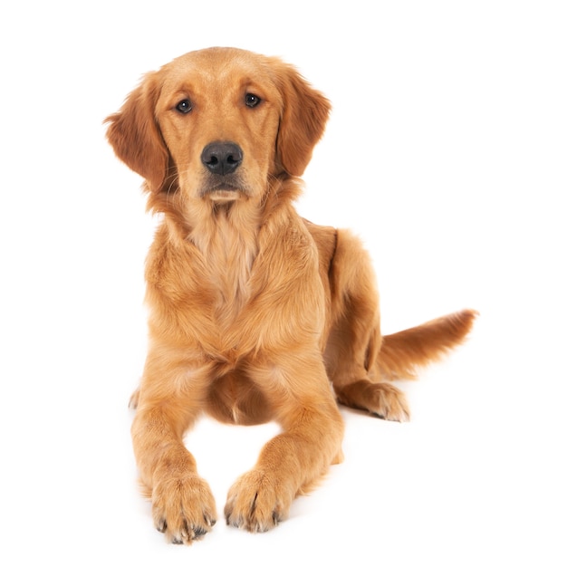 Primer plano de un lindo cachorro golden retriever sentado aislado en una superficie blanca