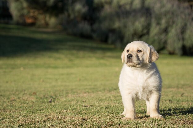 Primer plano de un lindo cachorro labrador amarillo de pie sobre la hierba.