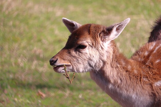 Primer plano de un lindo ciervo joven comiendo en la naturaleza