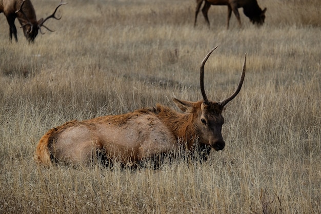 Primer plano de un lindo ciervo marrón tumbado sobre la hierba seca en el campo