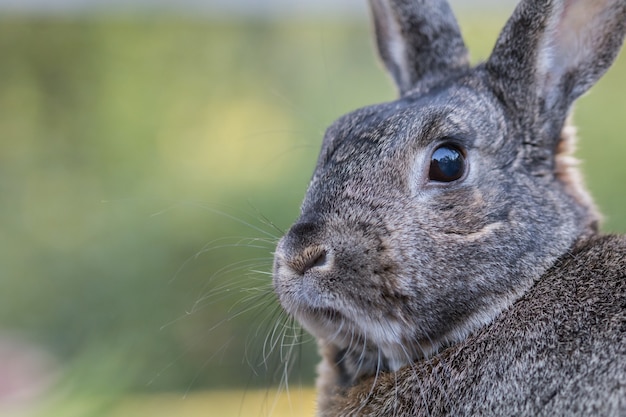 Foto gratuita primer plano de un lindo conejo doméstico gris en un campo bajo la luz del sol con una superficie borrosa