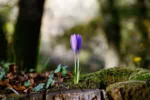 Foto gratuita primer plano de un lindo crocus vernus bajo la luz del sol