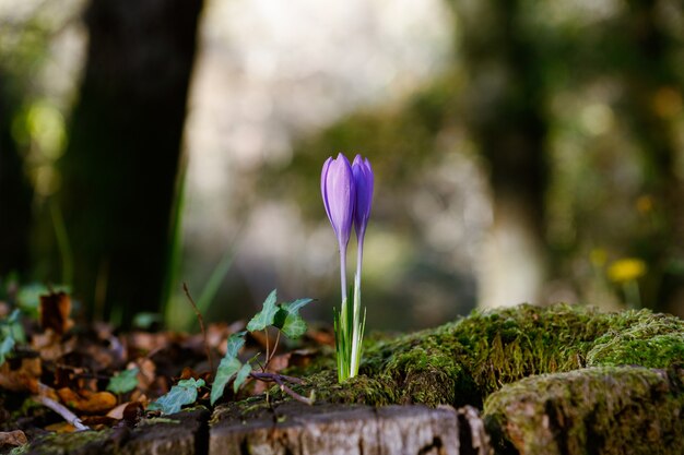 Primer plano de un lindo Crocus Vernus bajo la luz del sol