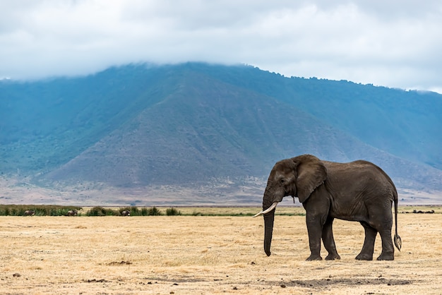 Primer plano de un lindo elefante caminando sobre la hierba seca en el desierto