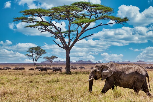 Primer plano de un lindo elefante caminando sobre la hierba seca en el desierto