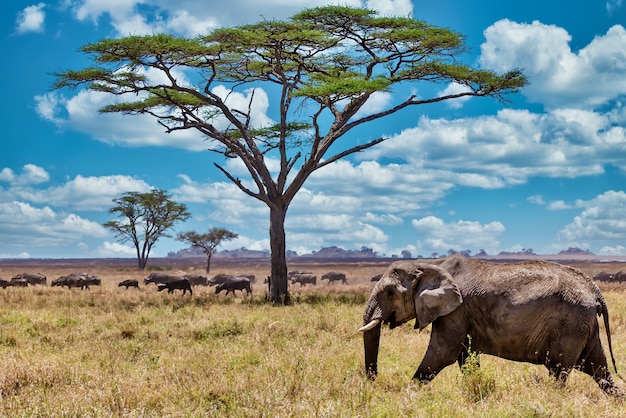 Primer plano de un lindo elefante caminando sobre la hierba seca en el desierto