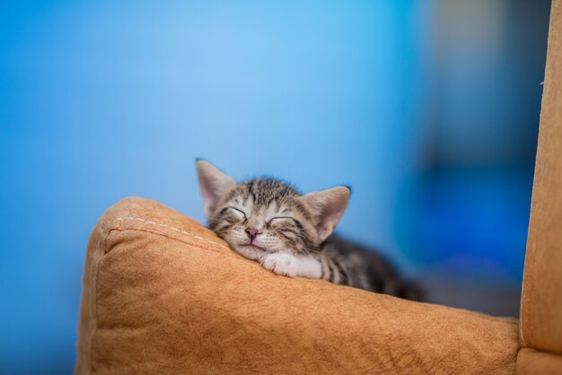 Primer plano de un lindo gatito descansando en un sofá