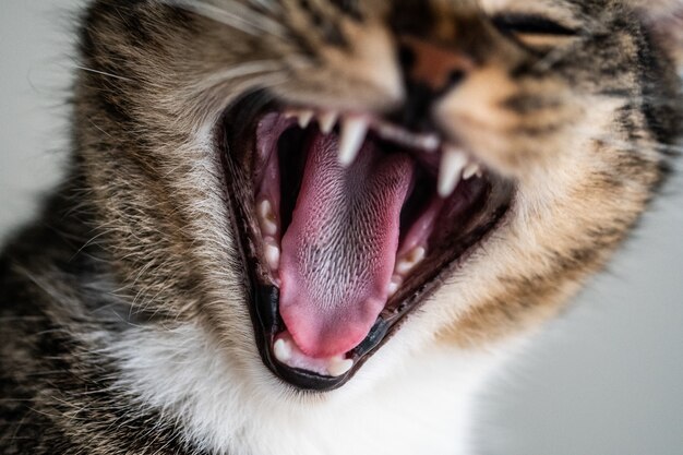 Primer plano de un lindo gatito doméstico bostezando y mostrando sus dientes y lengua