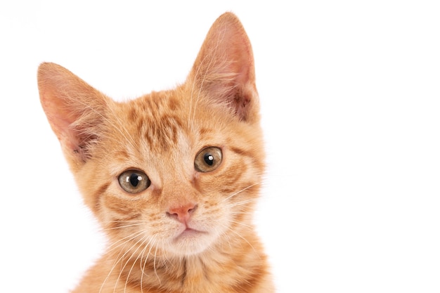 Primer plano de un lindo gatito jengibre mirando a la cámara aislada en una pared blanca