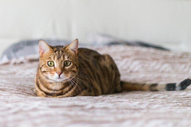 Primer plano de un lindo gato de Bengala acostado en una cama