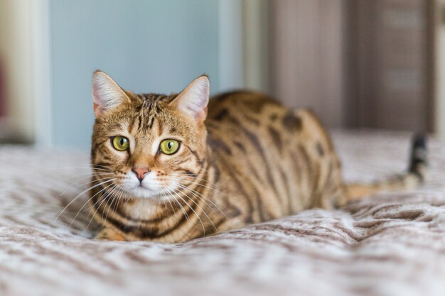 Primer plano de un lindo gato de Bengala doméstico acostado en una cama