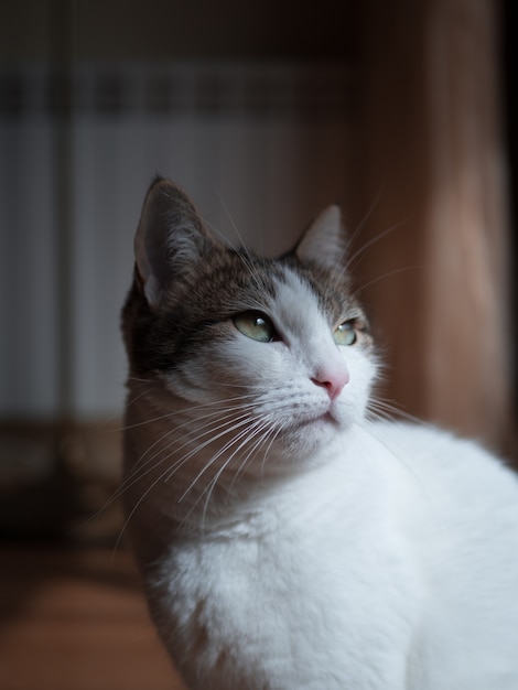 Primer plano de un lindo gato doméstico blanco y gris