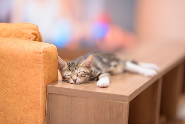 Primer plano de un lindo gato doméstico durmiendo en un estante de madera