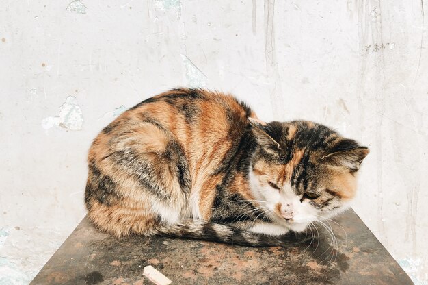 Primer plano de un lindo gato doméstico