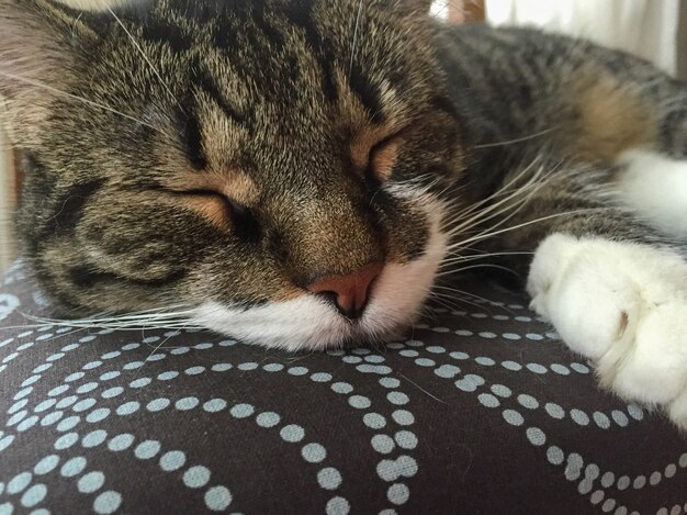 Primer plano de un lindo gato durmiendo en una cama