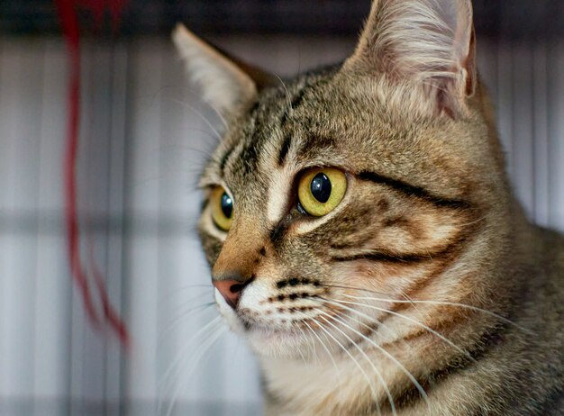 Primer plano de un lindo gato esponjoso mirando con sus ojos verdes