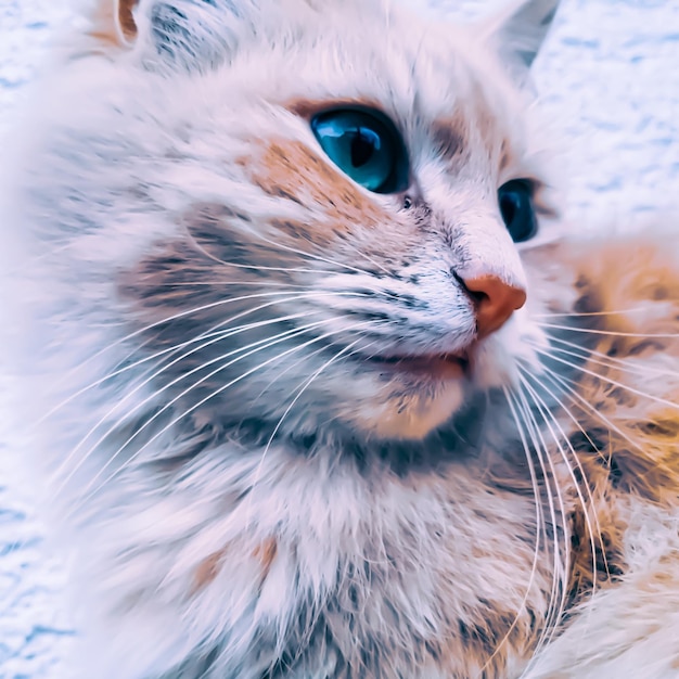 Primer plano de un lindo gato esponjoso con ojos azules brillantes