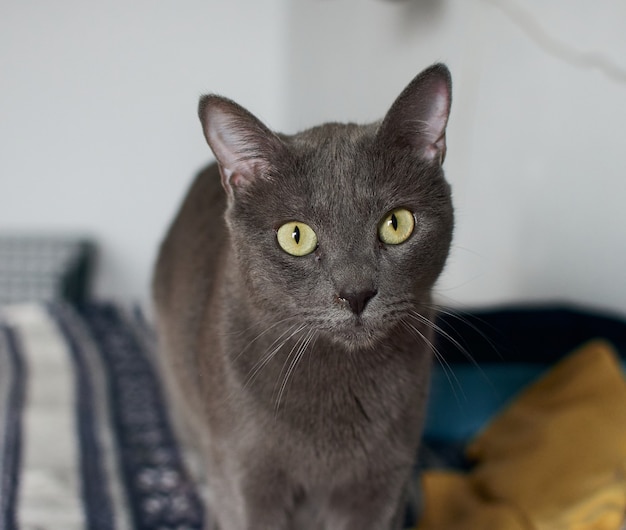 Primer plano de un lindo gato gris con ojos verdes brillantes