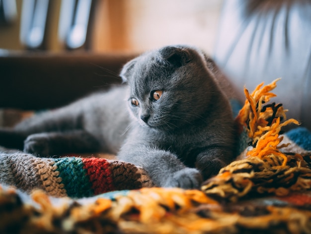 Primer plano de un lindo gato gris sentado sobre una manta colorida en la habitación durante el día