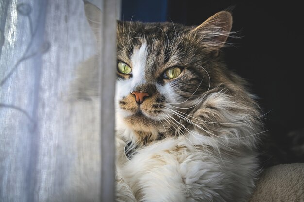 Primer plano de un lindo gato Maine Coon esponjoso junto a la ventana